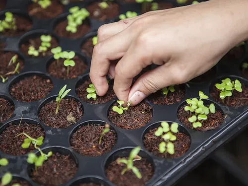 Vertical Farming Automation