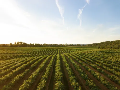 Food Safety with AI and Machine Learning