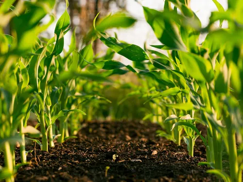Precision Agriculture with Sensor and Drone Technology