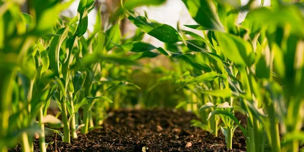 Agrarwirtschaft und FoodTech-Innovation
